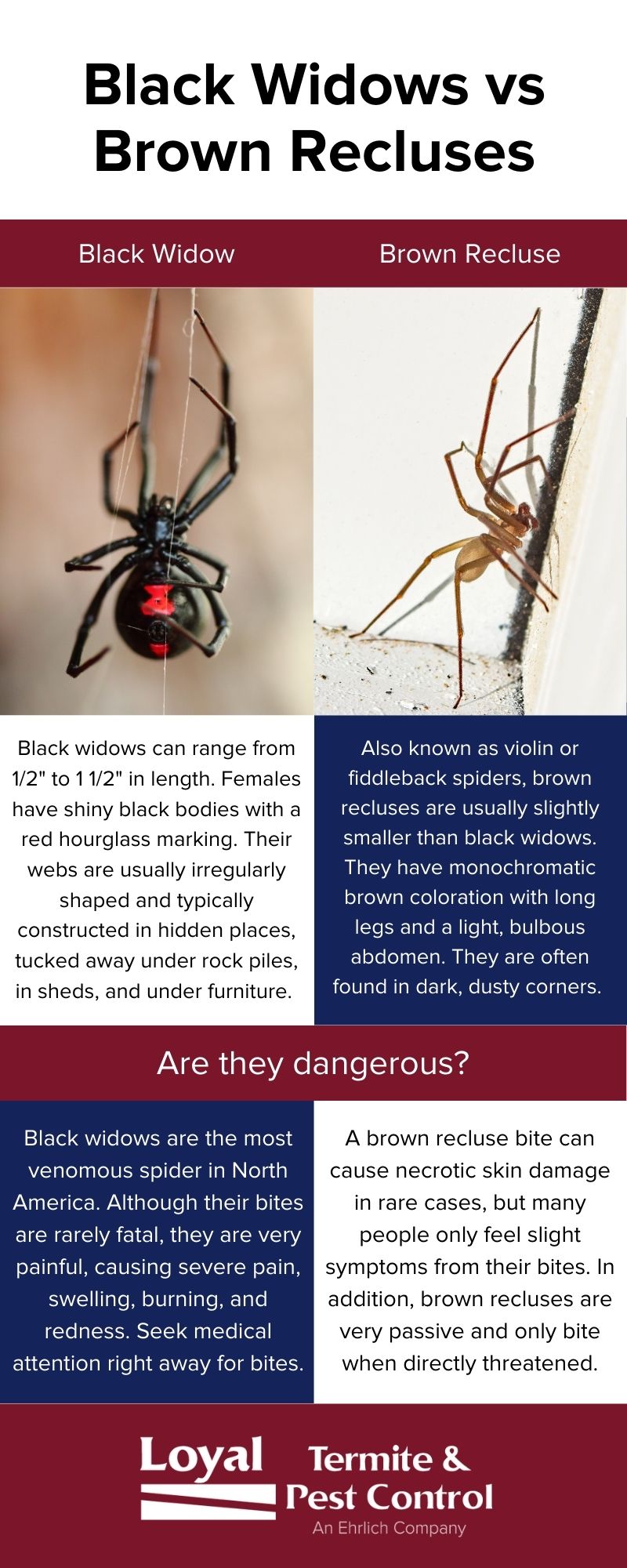 brown recluse vs black widow