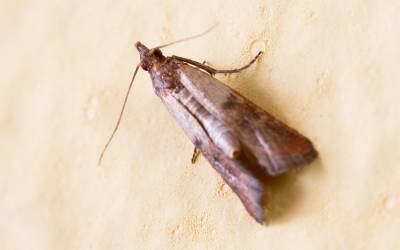 13 Ways to Get Rid of Rice Moths and Pantry Moths