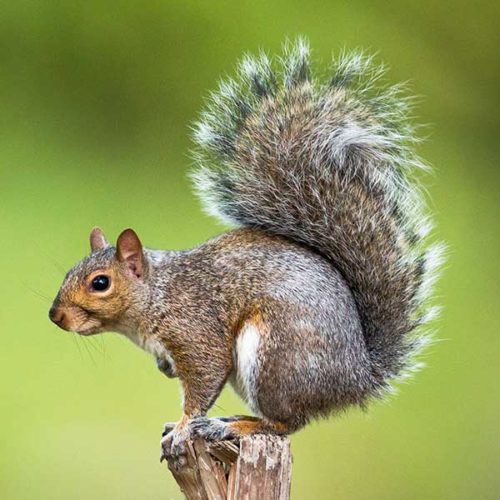 Gray Squirrel Identification | Gray Squirrels in Central and Eastern ...