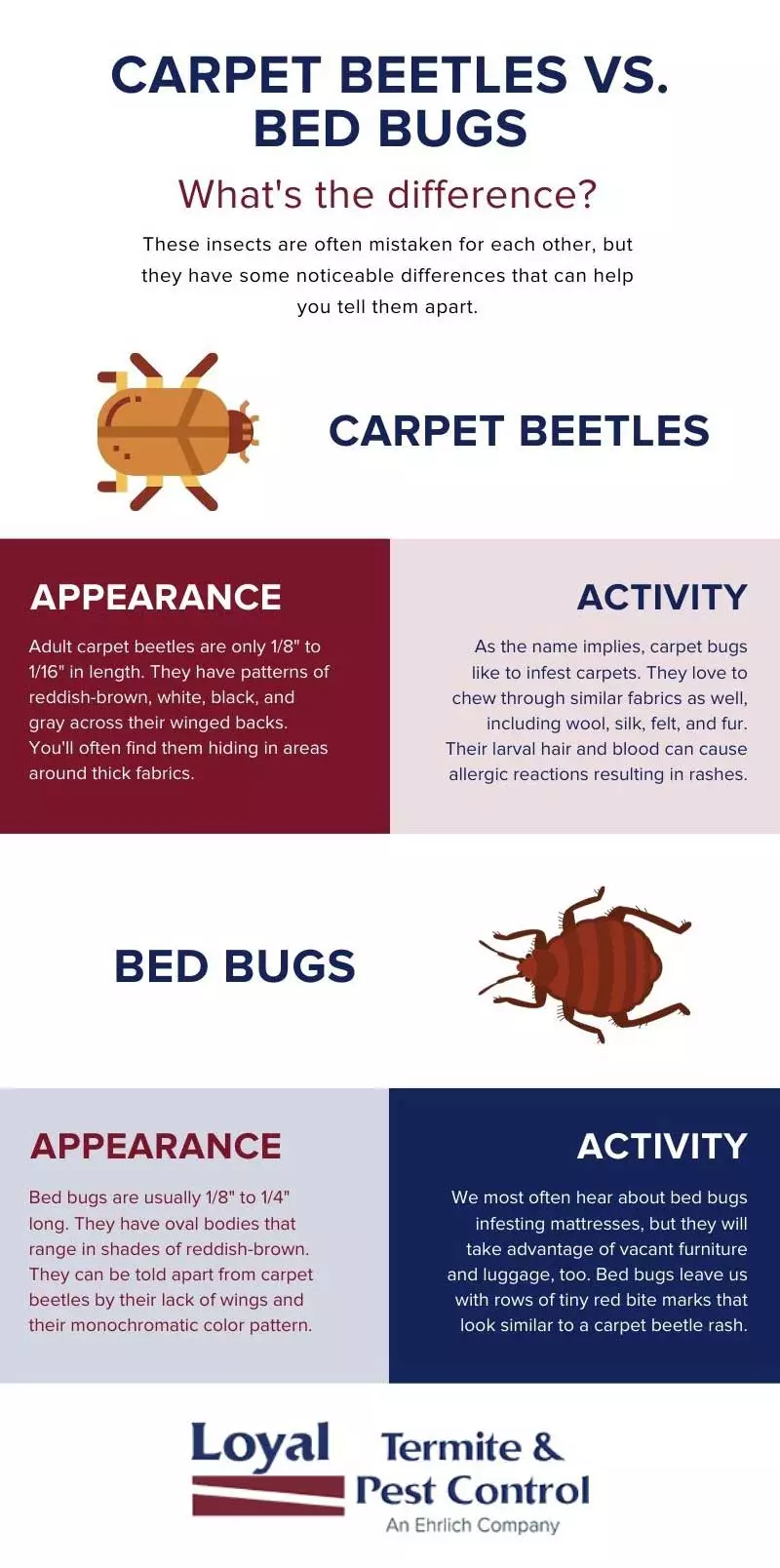 Carpet Beetle vs Bed Bug