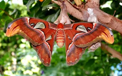 Making The Moth For My Shield Of Words 